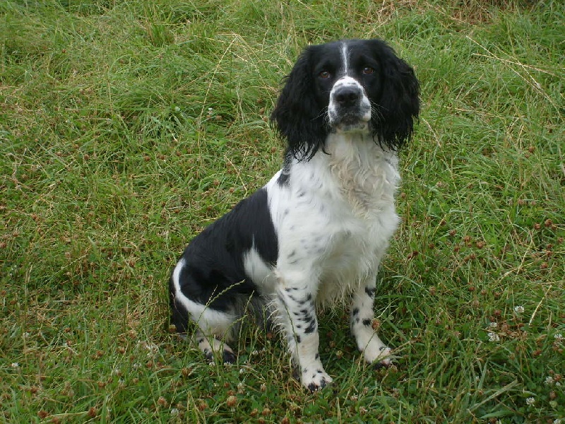 Chien levage springer anglais Aube