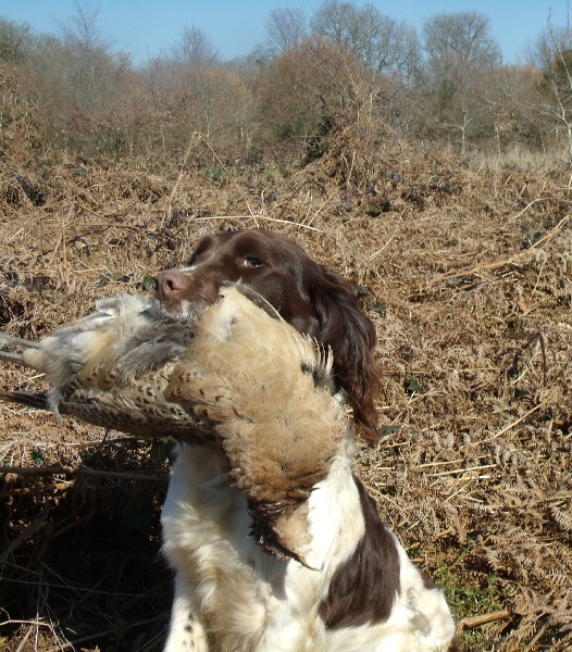 Diva de la Pierre aux Grés